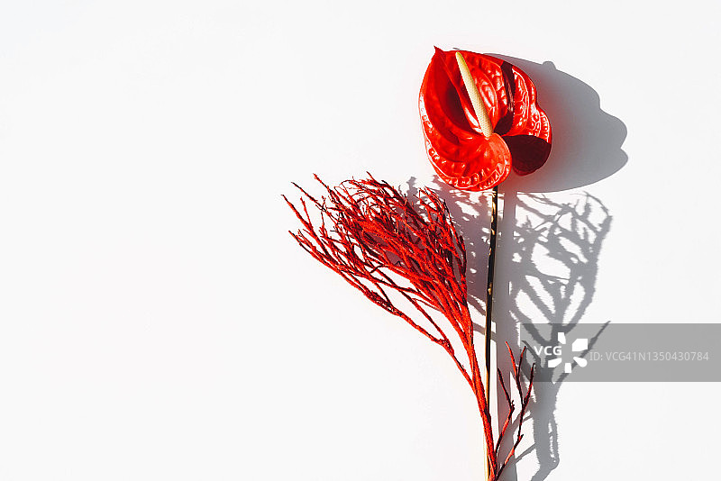 白色背景上的红色火鹤花和红色枝条图片素材