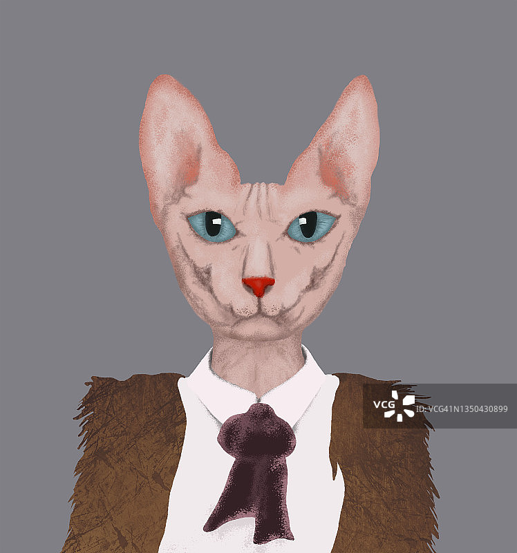 时尚斯芬克斯猫肖像图片素材