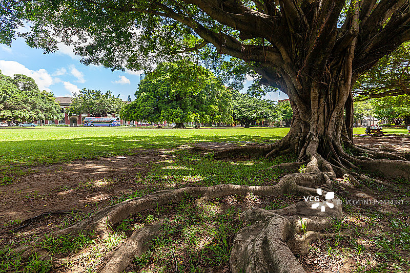 校园里的榕树图片素材
