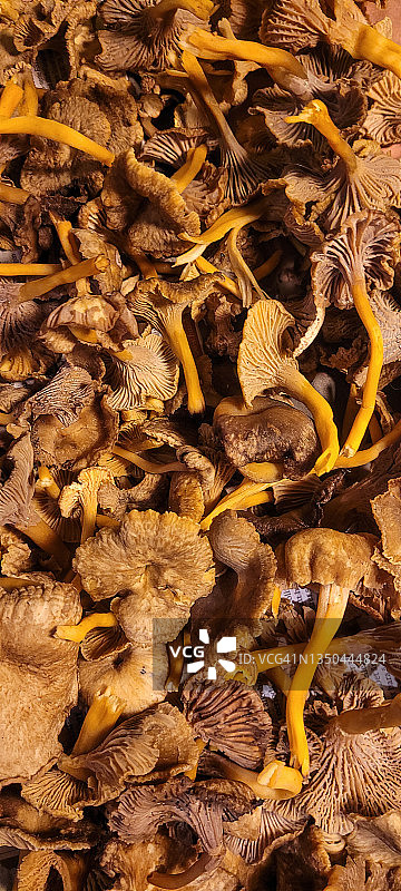 桌子上干净的喇叭状蘑菇的全景图图片素材