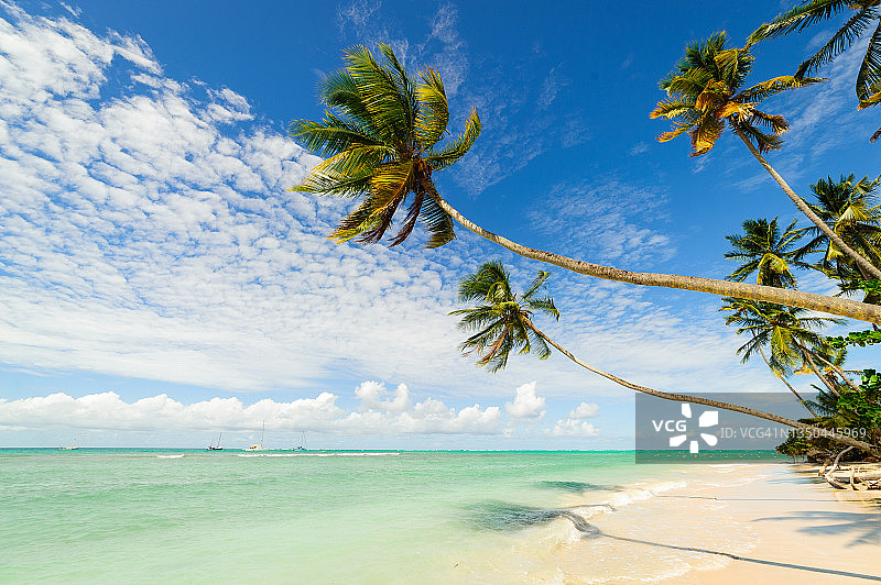 热带天堂，多巴哥，特立尼达和多巴哥，鸽子角海滩图片素材