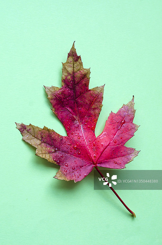 绿色背景上的红色糖枫图片素材