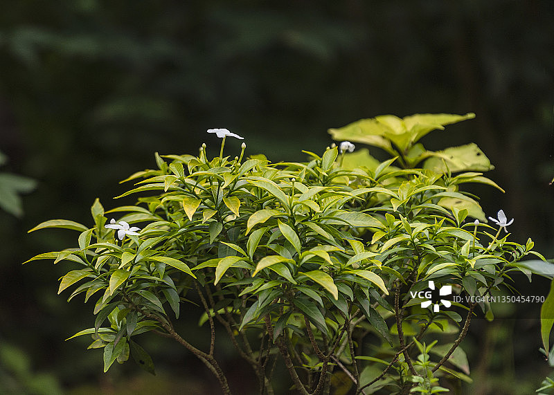 带有花朵的迷你绉纱茉莉花植物，已隔离图片素材