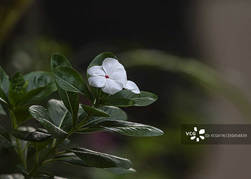 白色长春花图片素材