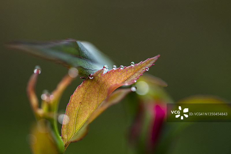 玫瑰叶子上露珠的特写图片素材