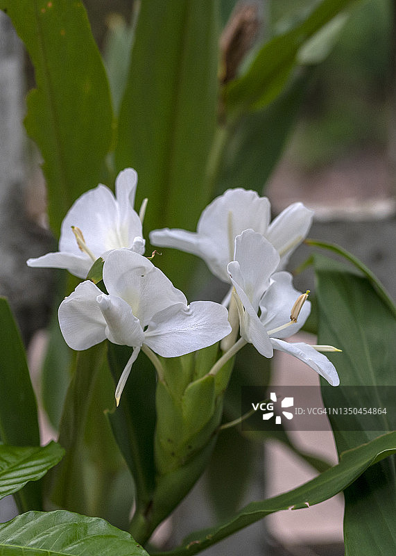 白蝴蝶花特写图片素材