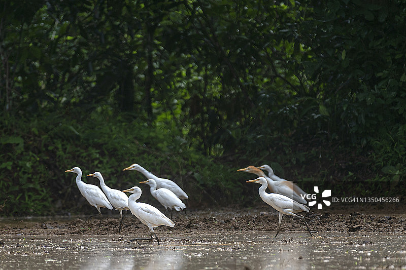 稻田里的一群白鹭图片素材