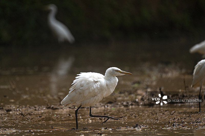 栖息在泥泞田野上的大白鹭图片素材