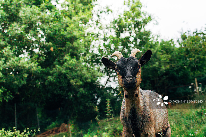 草地背景中的棕色矮山羊肖像图片素材