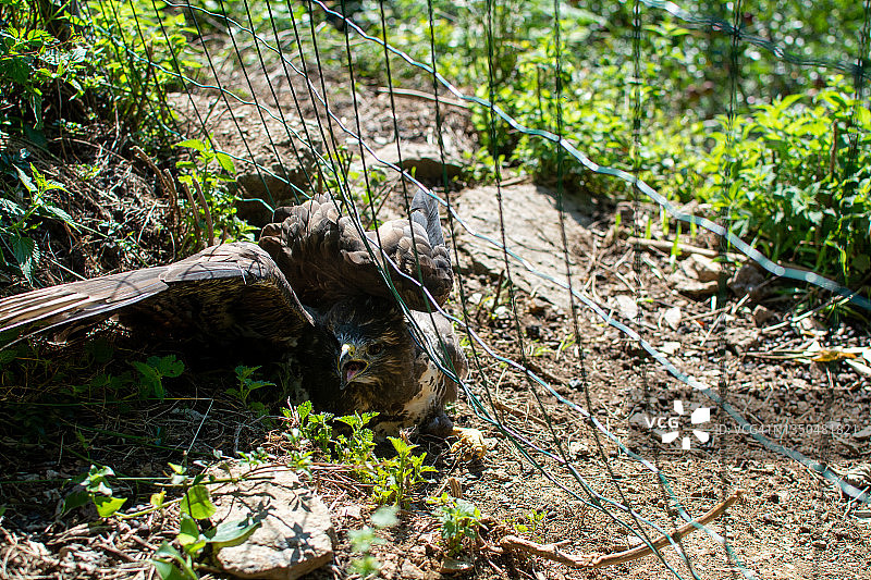 被网住的普通鵟（Buteo buteo）图片素材
