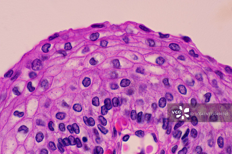 非角化复层扁平上皮——食道，人体250X图片素材