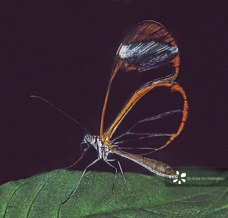 玻璃翼蝴蝶，哥斯达黎加图片素材