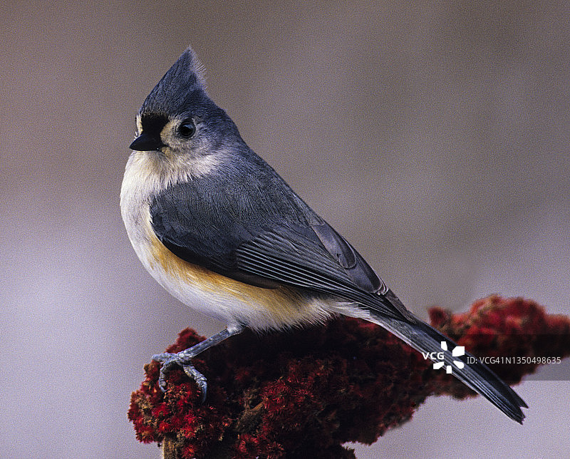 簇山雀(双色)和鹿角苏木图片素材