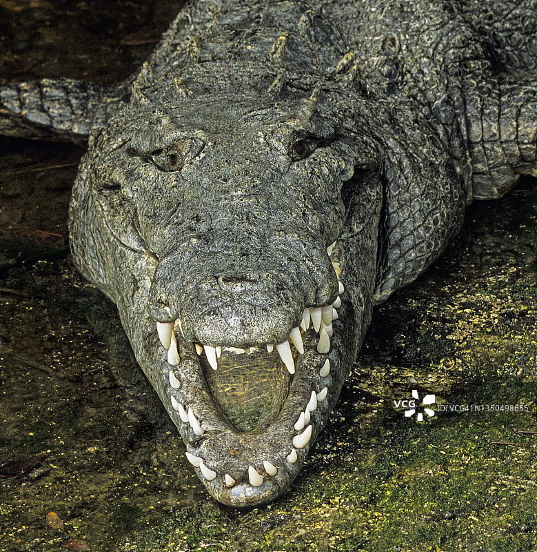 美洲鳄（Crocodylus acutus），一种濒危稀有物种，产于佛罗里达州南部图片素材