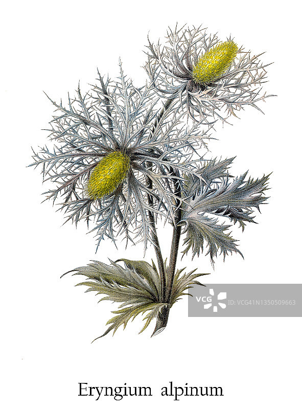 高山海冬青植物的老式彩色石印插图图片素材