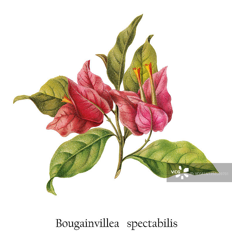 老式彩色石印植物插图：宝巾花图片素材