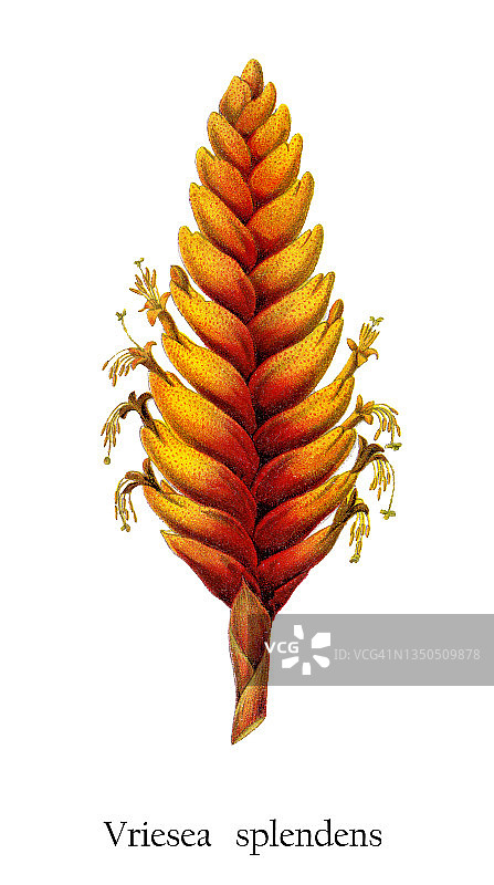 老式彩色石印植物插图：莺歌凤梨图片素材