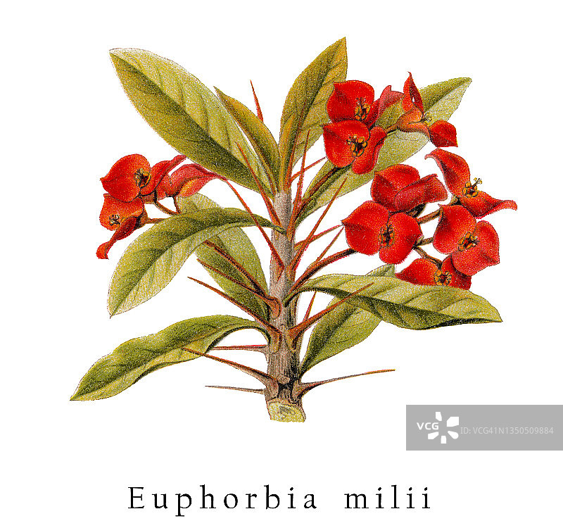 古老的铁海棠植物学图图片素材