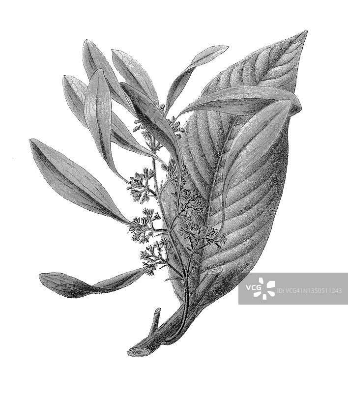 老式植物学彩色石版画：华沙朱蕉图片素材