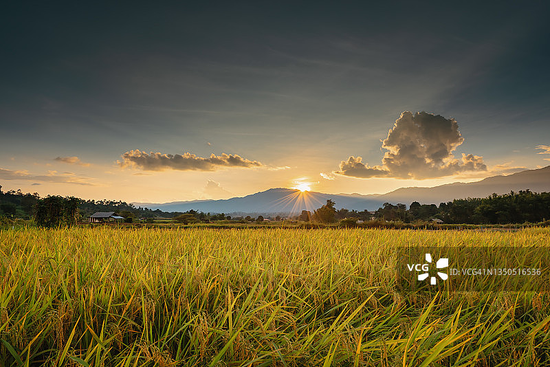 乡村景观：金色成熟茉莉香米稻田图片素材