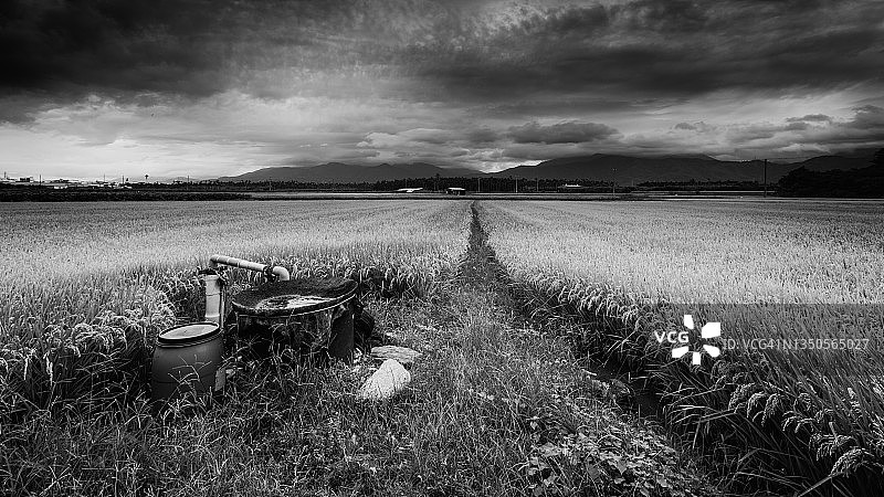 一个暴风雨下午稻田的单色图像图片素材
