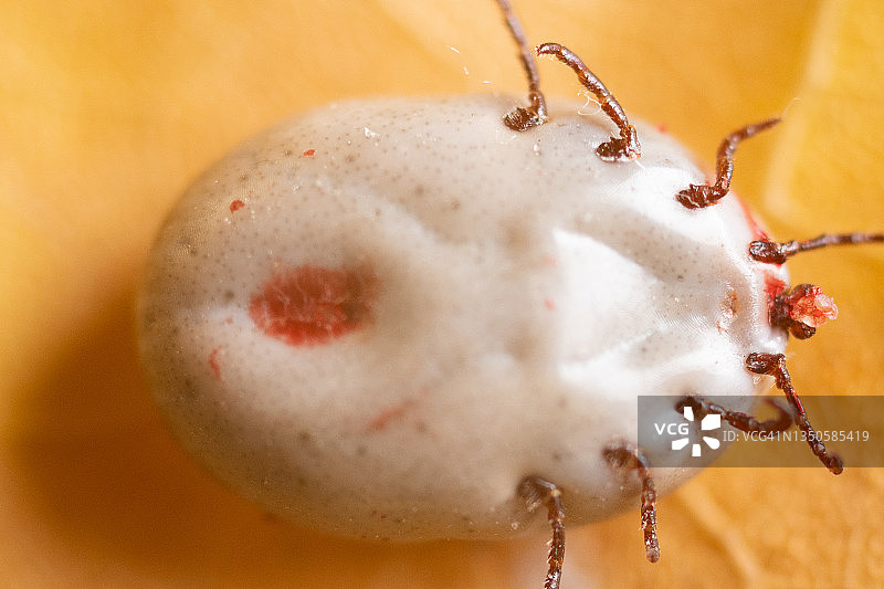 德国树叶上的蜱虫微距照片图片素材