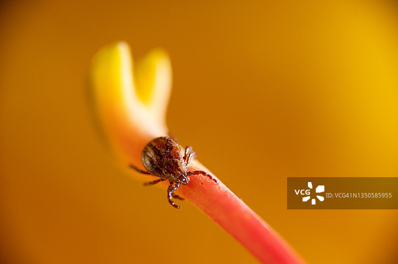 德国树叶上的蜱虫微距照片图片素材