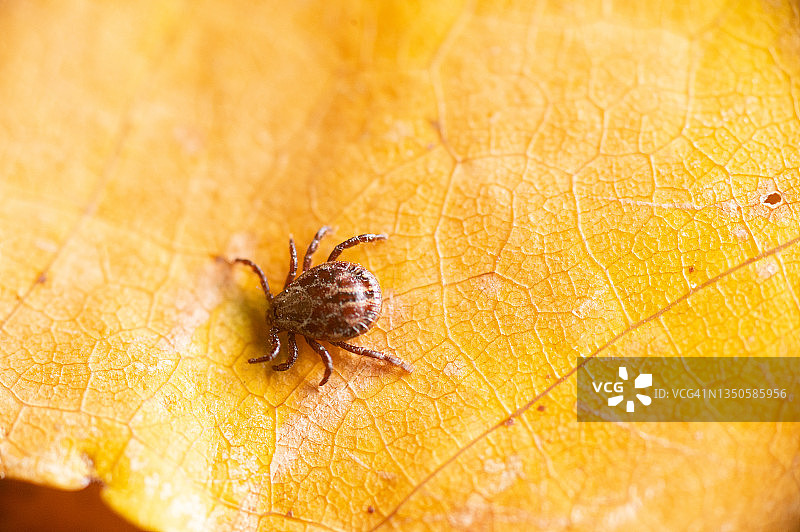 树叶上的小蜱虫微距照片，德国图片素材