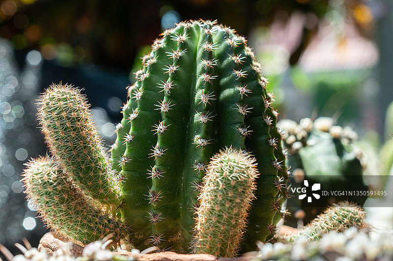 近距离拍摄的绿萼柱状仙人掌，带有黄色针状刺图片素材