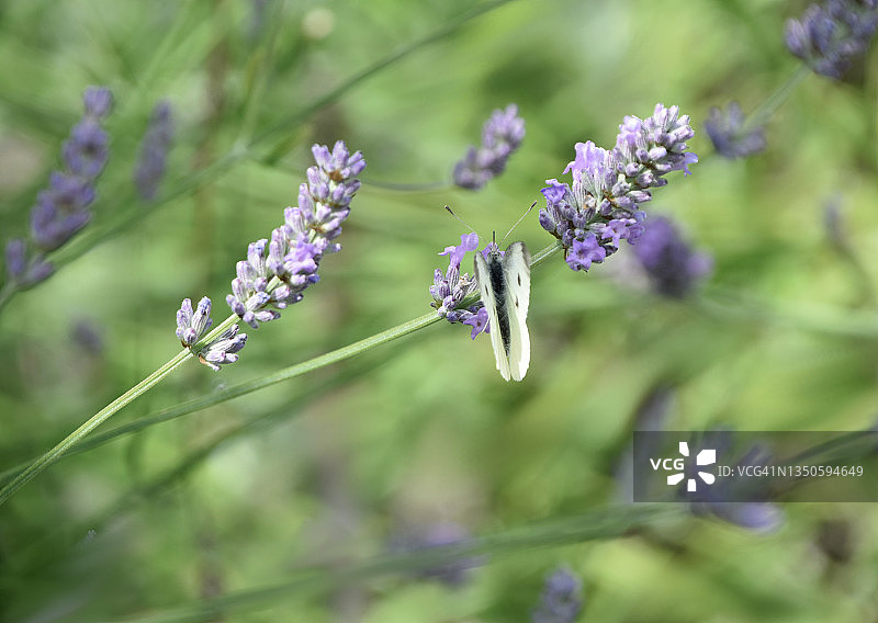 白蝴蝶爱薰衣草图片素材