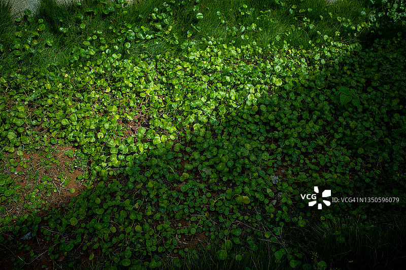 阳光下的珍珠菜图片素材