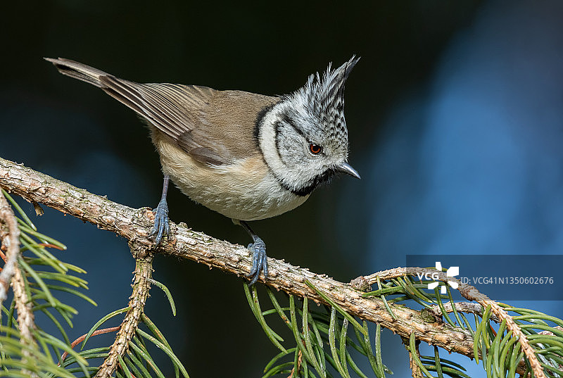 凤头山雀图片素材