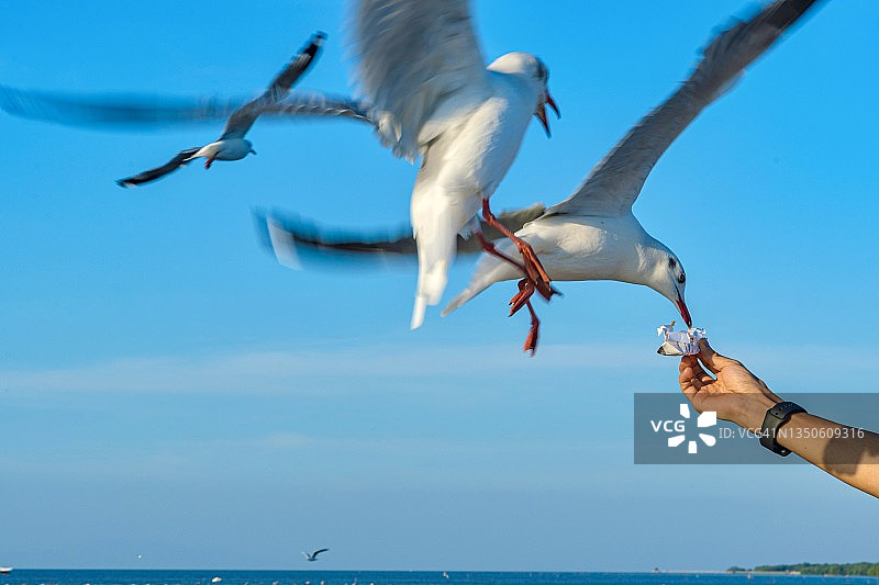 海鸥从手中吃食物的特写图片素材
