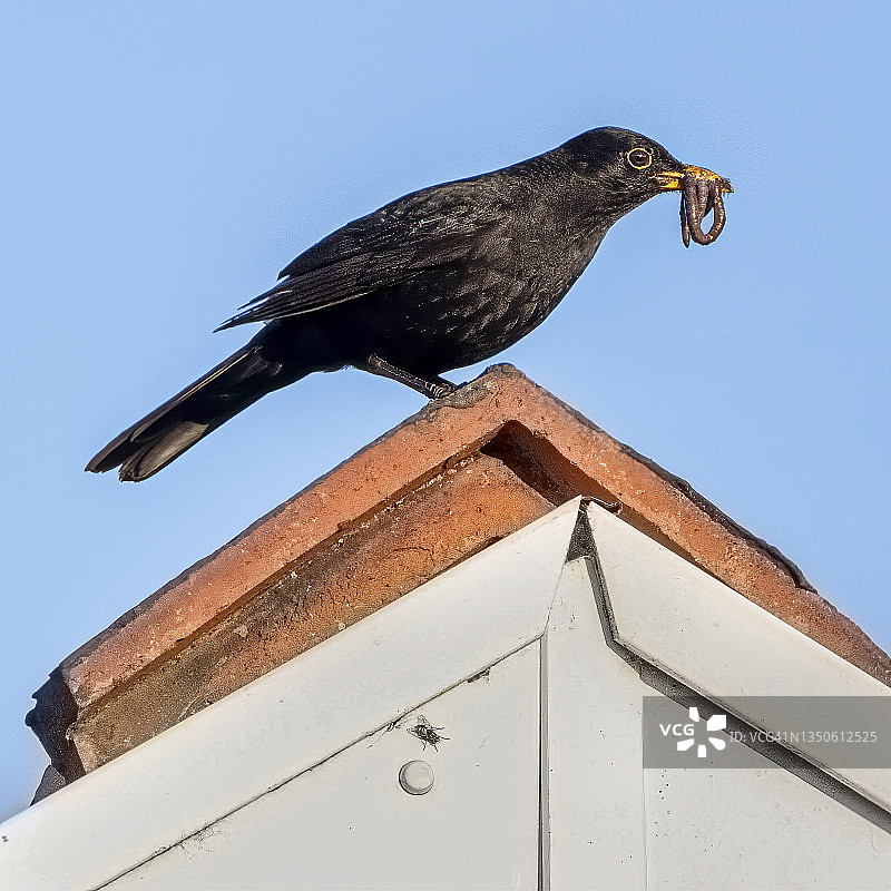 嘴里塞满蠕虫的乌鸫图片素材