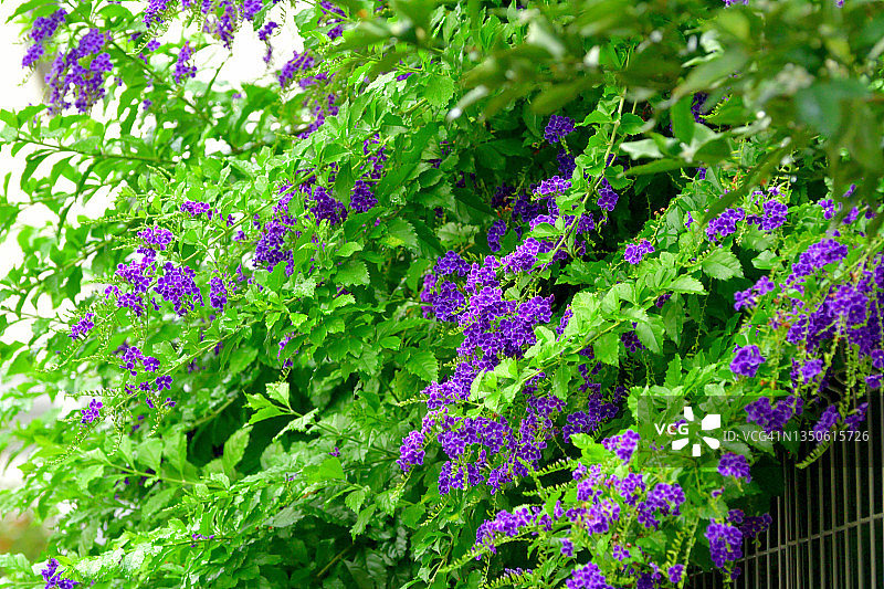 假连翘/金露花/许愿藤：花与果图片素材