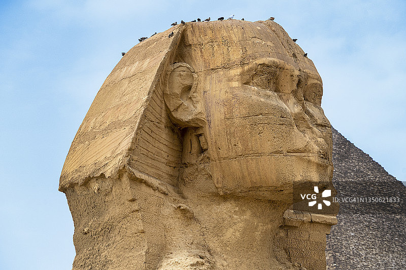 埃及吉萨大狮身人面像特写图片素材