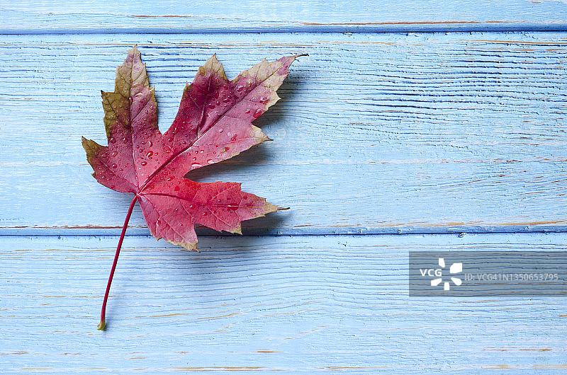 蓝色背景上的红色糖槭图片素材