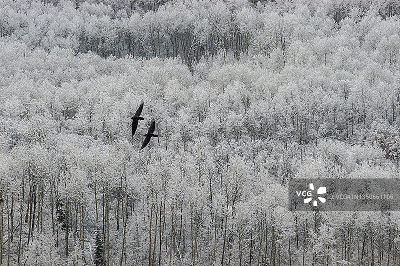 科罗拉多州麦克卢尔山口的初雪图片素材