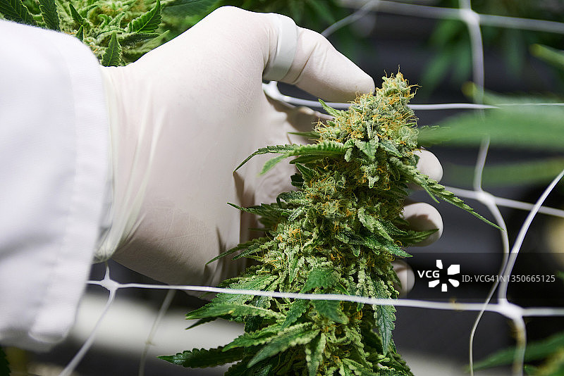 开花的 Cannabis 植物图片素材