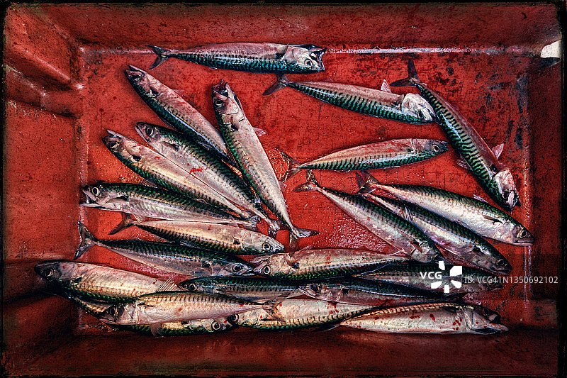 红色手提袋里的鱼图片素材