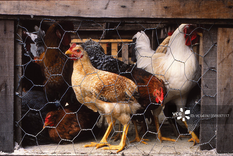印度尼西亚苏门答腊岛市场上的活鸡图片素材
