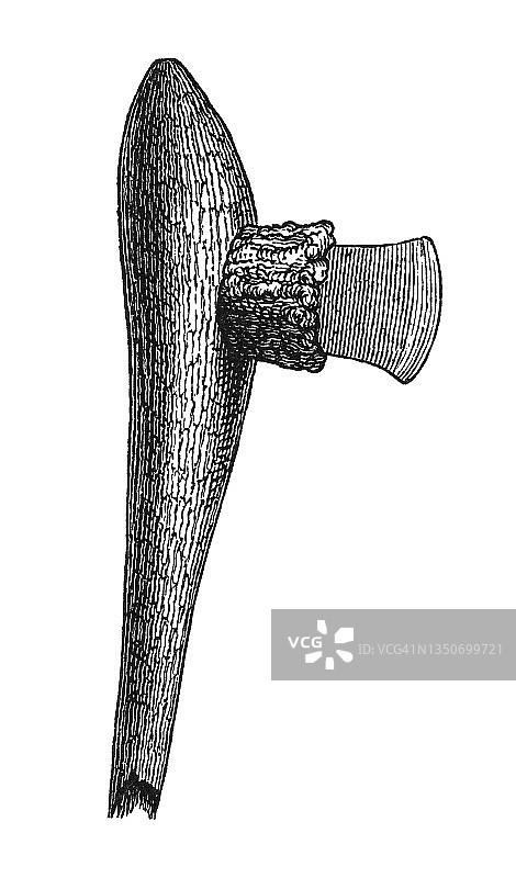 苏黎世湖青铜时代文物考古发现：鹿骨柄石斧图片素材