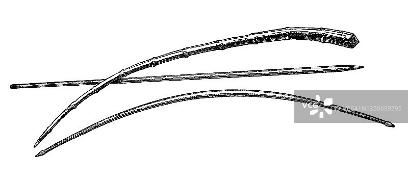 苏黎世湖青铜时代发现的物品古老版画插图——矛、弓和连枷图片素材