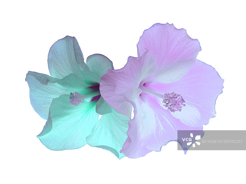 柔和的粉彩色芙蓉花，紫色和蓝绿色图片素材