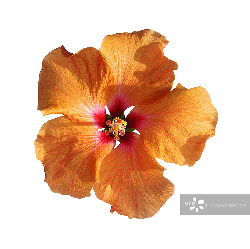 阳光下的橙色芙蓉花高对比度照片图片素材