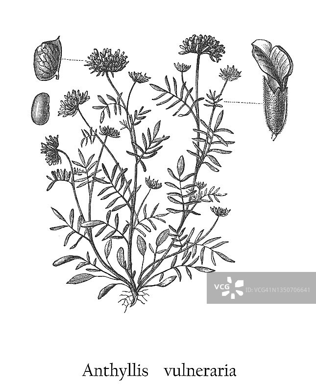 普通肾草老式雕刻插图图片素材