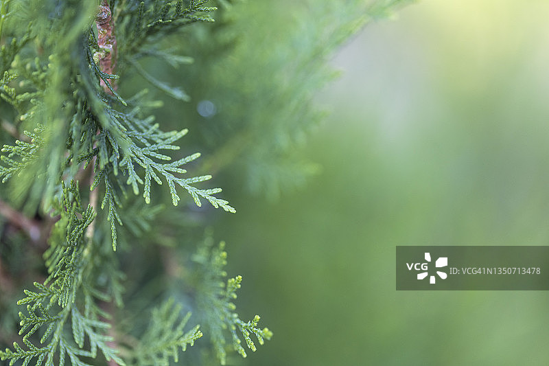 特写镜头：翠柏树图片素材