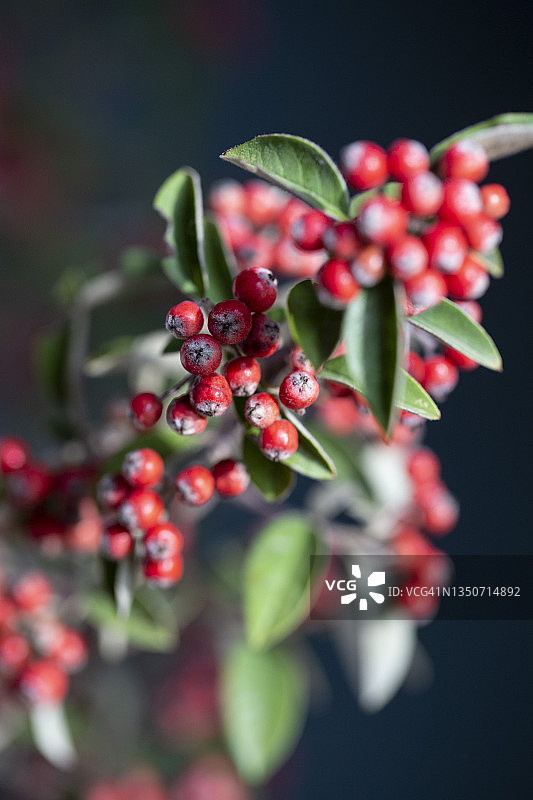 红色枇杷树枝图片素材