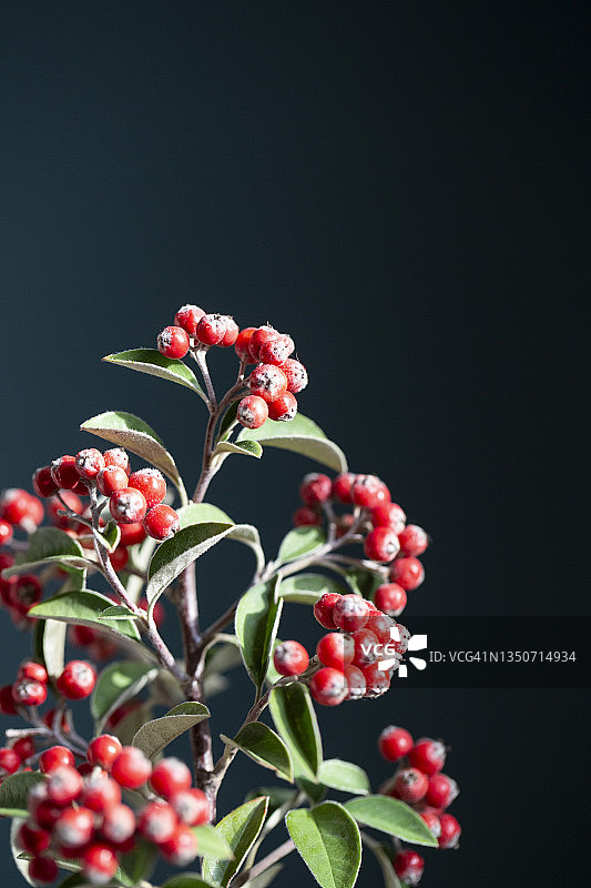 红色枇杷树枝图片素材