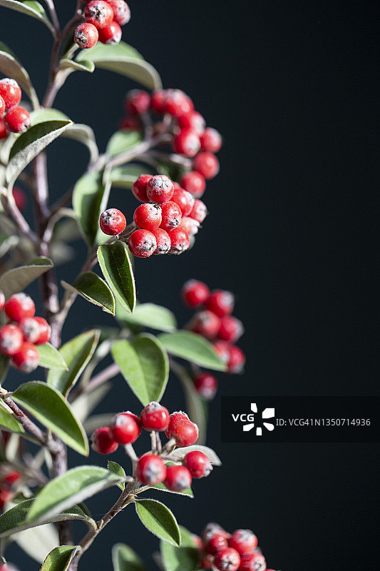 红色枇杷树枝图片素材